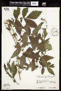 Image Associated With the Occurrence