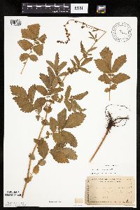 Agrimonia gryposepala image