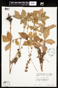 Agrimonia gryposepala image
