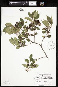 Aronia melanocarpa image