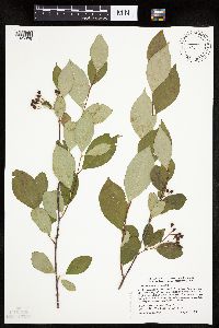 Aronia melanocarpa image