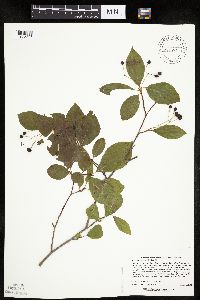Aronia melanocarpa image