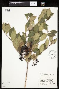 Aronia melanocarpa image