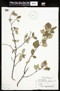 Aronia melanocarpa image