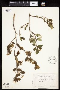 Aronia melanocarpa image