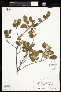 Aronia melanocarpa image