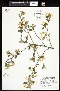 Aronia melanocarpa image