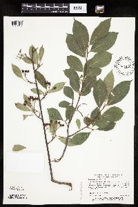 Aronia melanocarpa image