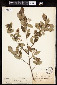Aronia melanocarpa image