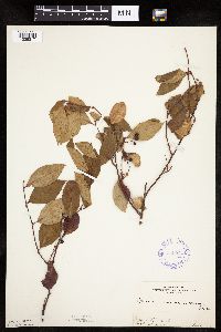 Aronia melanocarpa image