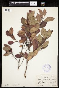 Aronia melanocarpa image