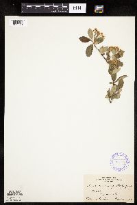 Aronia melanocarpa image