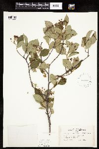 Aronia melanocarpa image