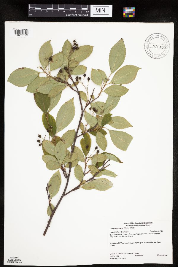 Aronia image