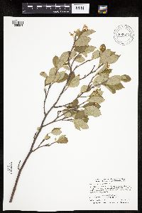 Aronia melanocarpa image