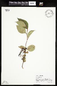 Aronia melanocarpa image