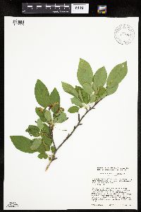 Aronia melanocarpa image