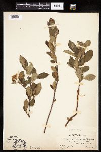 Aronia melanocarpa image