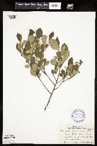 Aronia melanocarpa image