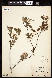 Aronia melanocarpa image