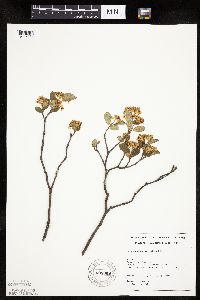Aronia melanocarpa image