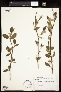 Aronia melanocarpa image