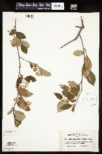 Aronia melanocarpa image