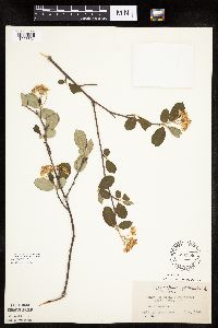 Aronia melanocarpa image