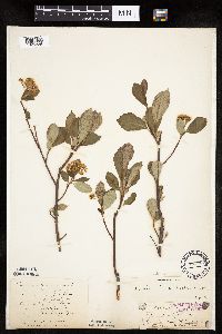 Aronia melanocarpa image