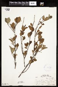 Aronia melanocarpa image