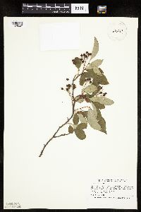 Aronia melanocarpa image