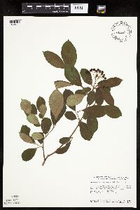 Aronia melanocarpa image