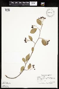 Aronia melanocarpa image