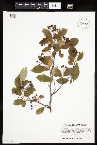 Aronia melanocarpa image