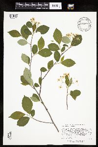 Aronia melanocarpa image