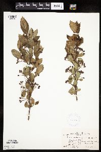 Aronia melanocarpa image