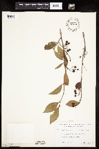 Aronia melanocarpa image