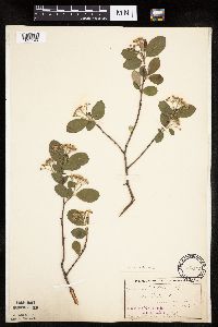 Aronia melanocarpa image