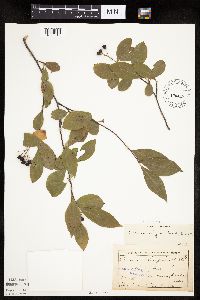 Aronia melanocarpa image