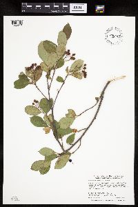 Aronia melanocarpa image