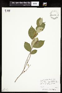 Aronia melanocarpa image