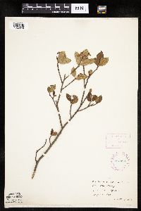 Aronia melanocarpa image