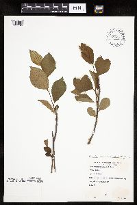 Aronia melanocarpa image