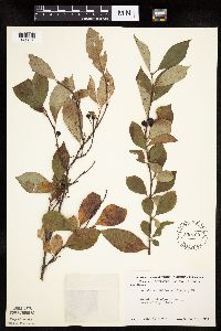 Aronia melanocarpa image