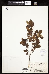 Aronia melanocarpa image