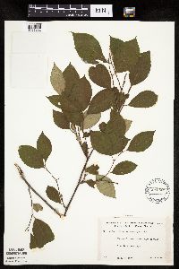 Aronia melanocarpa image