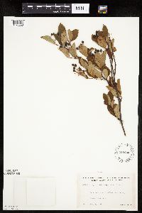 Aronia melanocarpa image