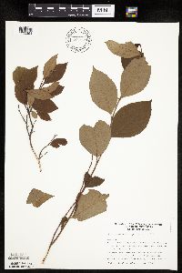 Aronia melanocarpa image