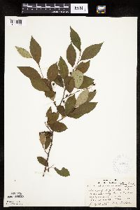 Aronia melanocarpa image