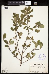 Aronia melanocarpa image